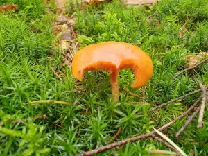 Annelies 02 Hapje eruit